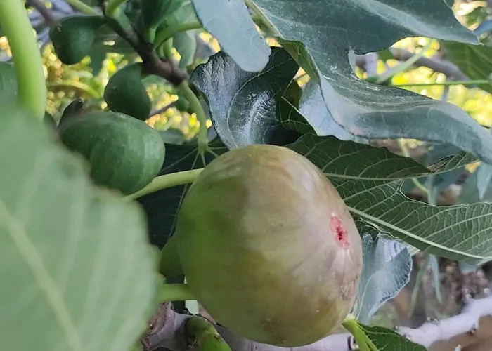 R Luxury Piscine Et Privatifs بيت للعطل